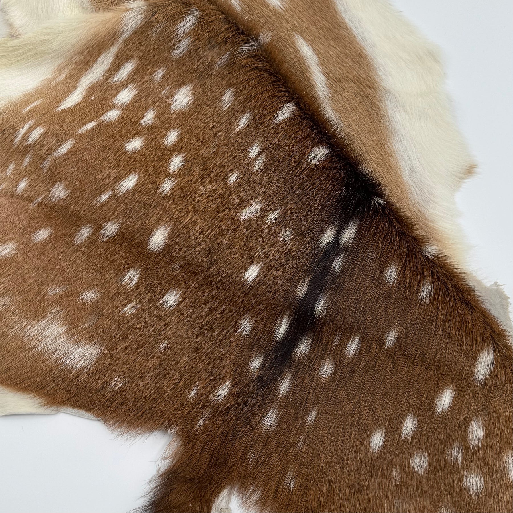 Extra Soft Axis Wild Deer Hide - only 10 available!