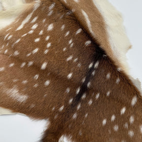 Extra Soft Axis Wild Deer Hide - only 10 available!