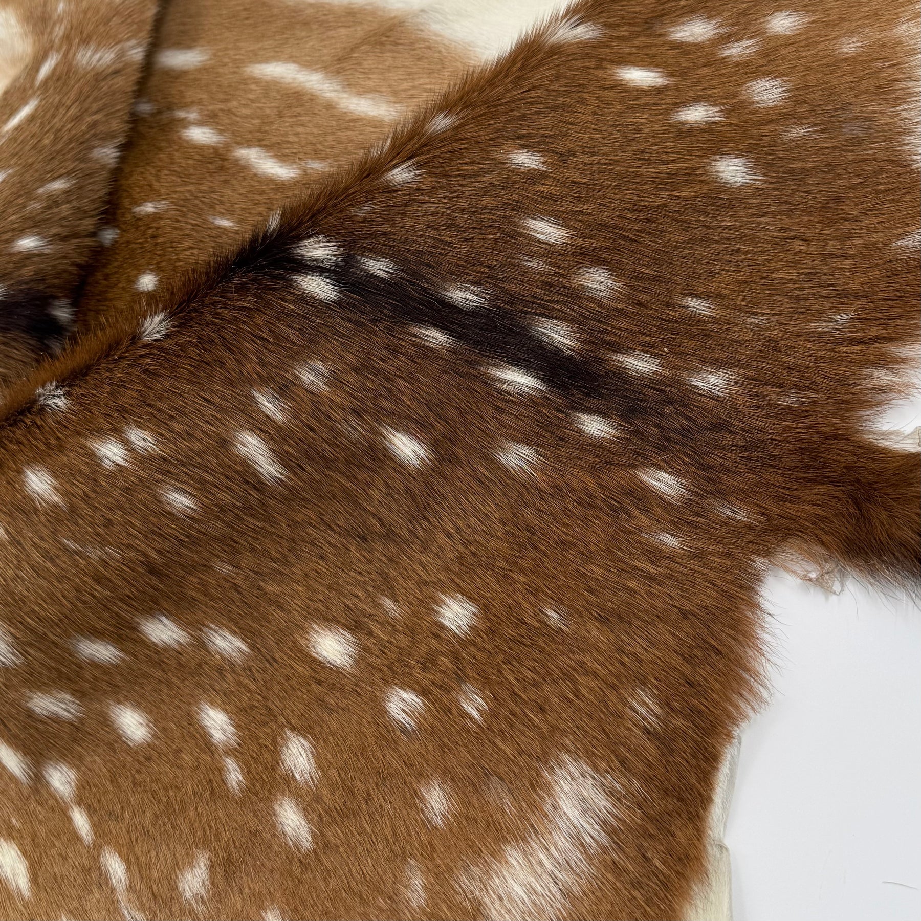 Extra Soft Axis Wild Deer Hide - only 10 available!