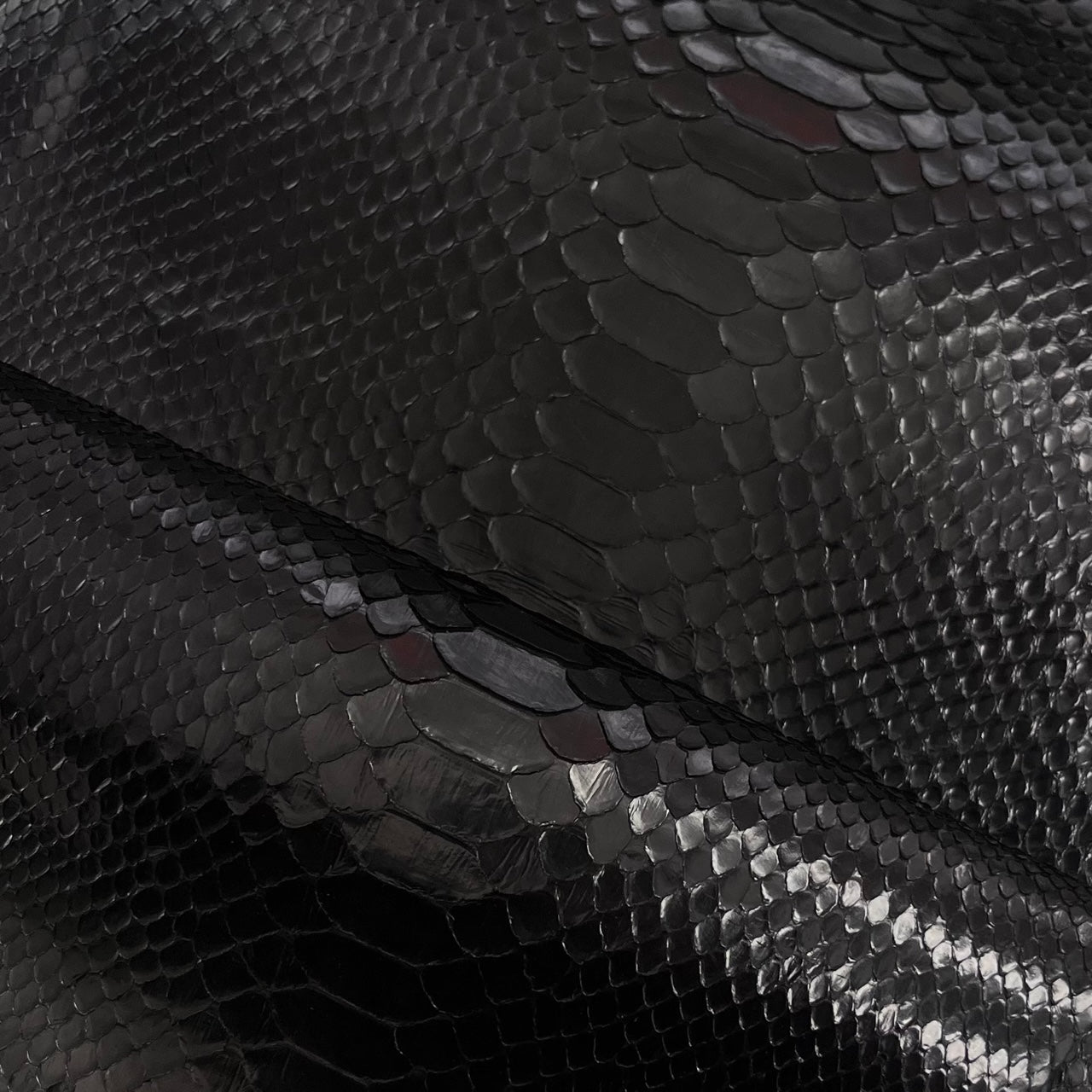 Black Glazed Python (Back Cut) Short Tail
