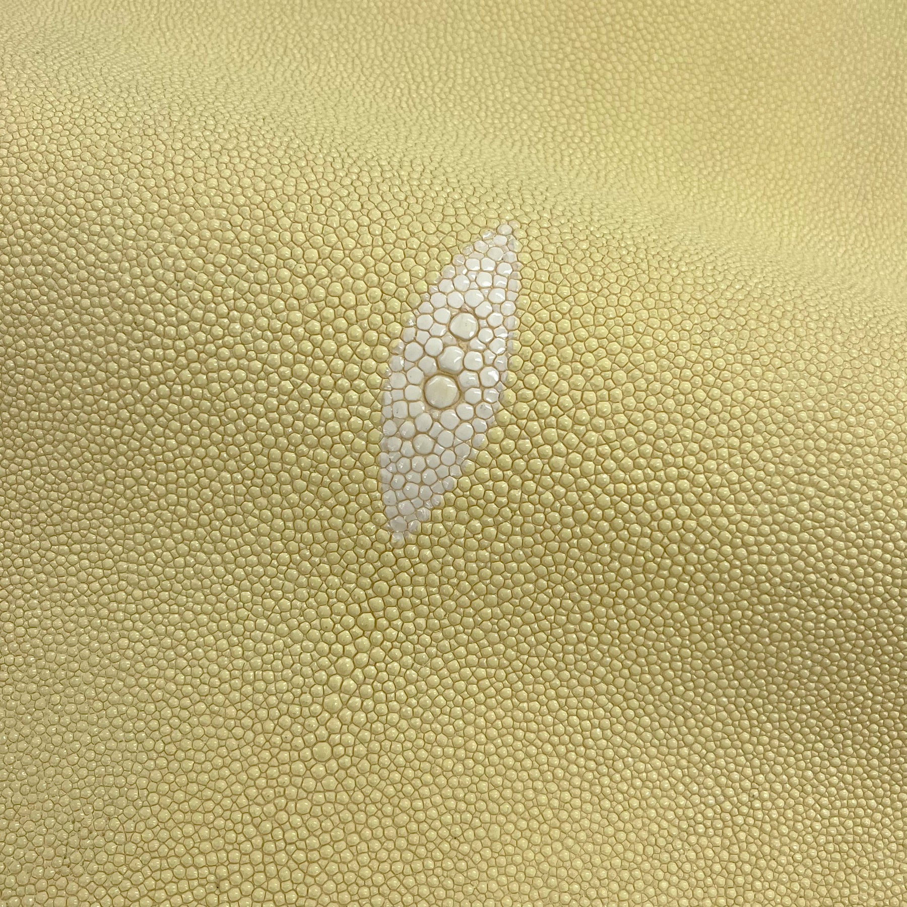 Stingray/Shagreen Genuine Skin | Bone | 11" Wide