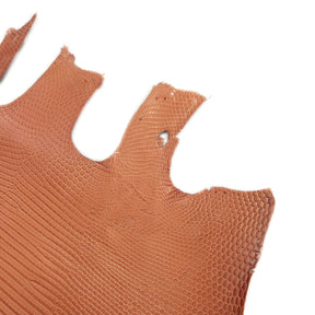 Lizard Skin | Patte Orange (Back Cut)