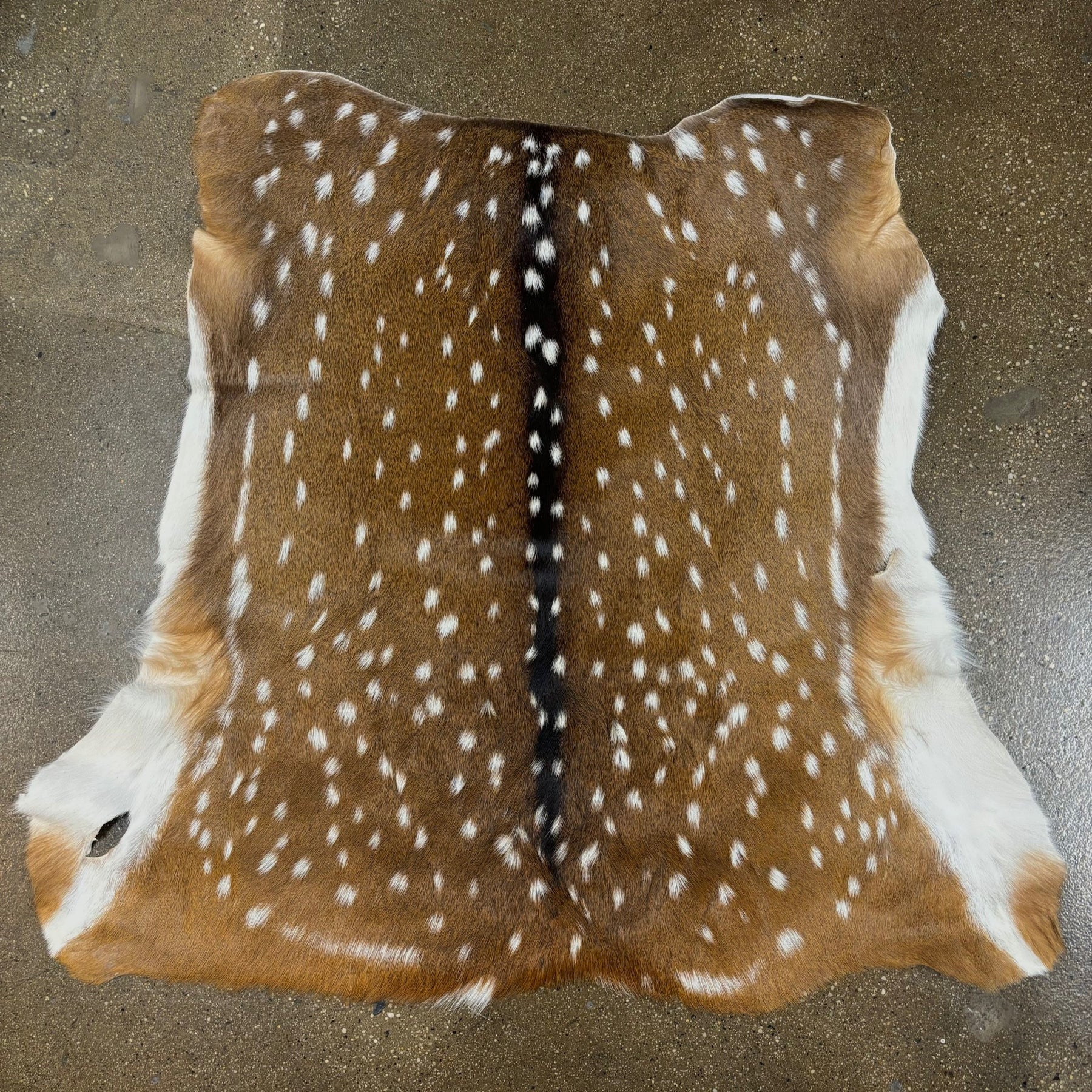 Axis Deer Hide | Grade 1 & Extra Large | Ships in 2 weeks