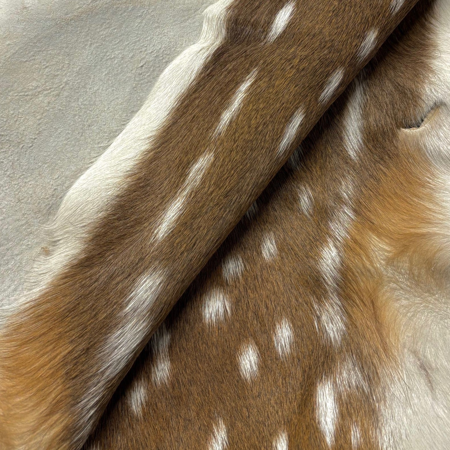 Axis Deer Hide | Grade 1 & Extra Large | Ships in 2 weeks