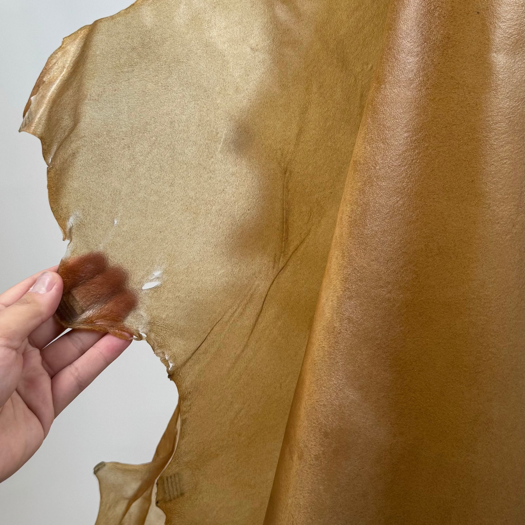 Italian Transparent Horse Leather | ONLY 10 HIDES LEFT!