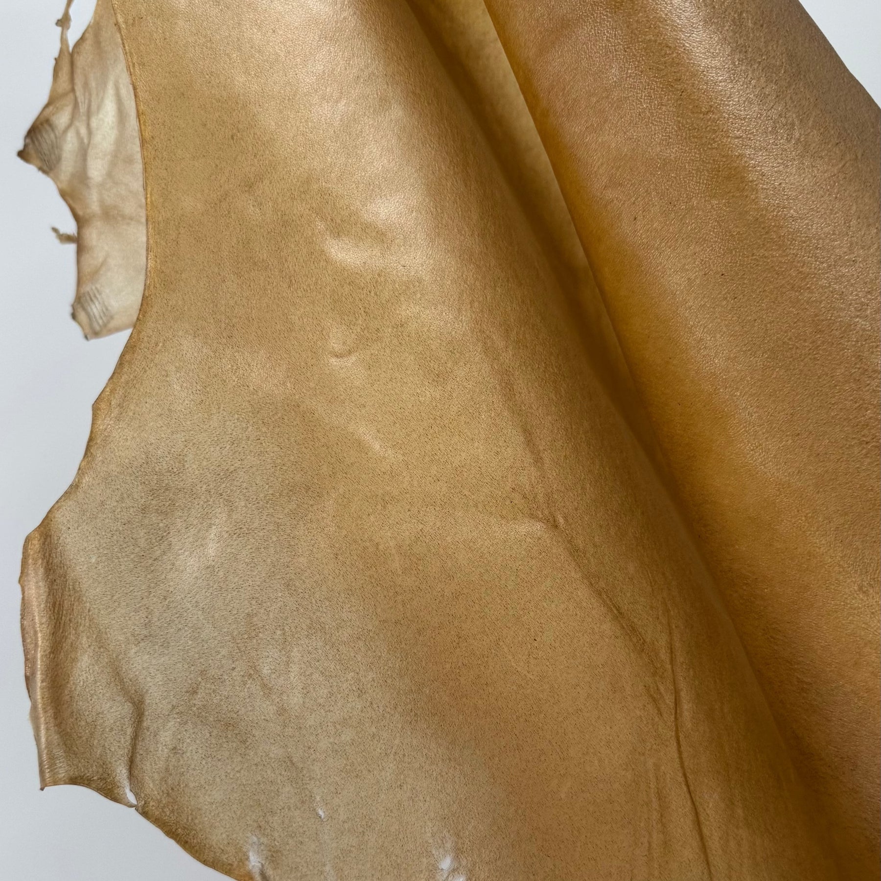 Italian Transparent Horse Leather | ONLY 10 HIDES LEFT!