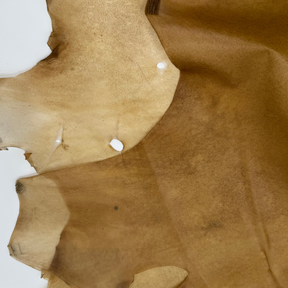Transparent Horse Leather | Ships June 15