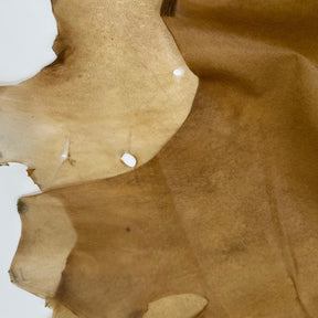 Italian Transparent Horse Leather | ONLY 10 HIDES LEFT!