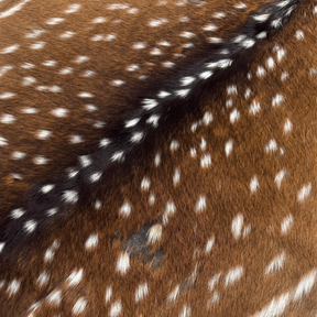 Axis Wild Deer Hide Extra Large | Ships End of September