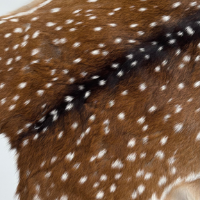 Axis Wild Deer Hide Extra Large | Ships End of September