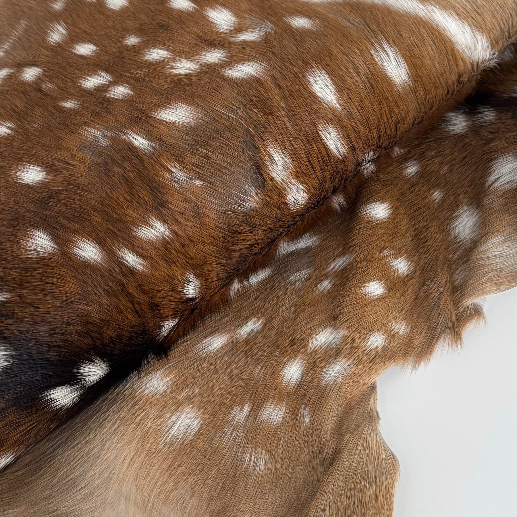 Axis Wild Deer Hide Extra Large | Ships End of September