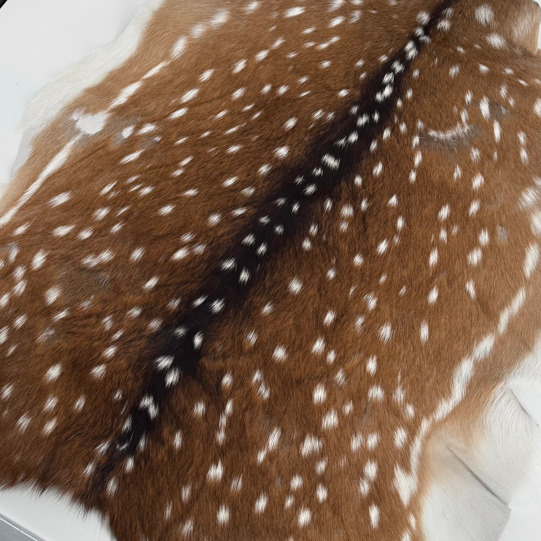 Axis Wild Deer Hide Extra Large | Ships End of September