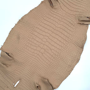Latte Wild American Alligator | 43 cm | SALE