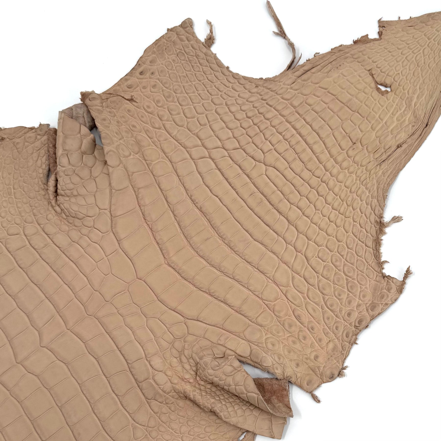 Latte Wild American Alligator | 43 cm | SALE