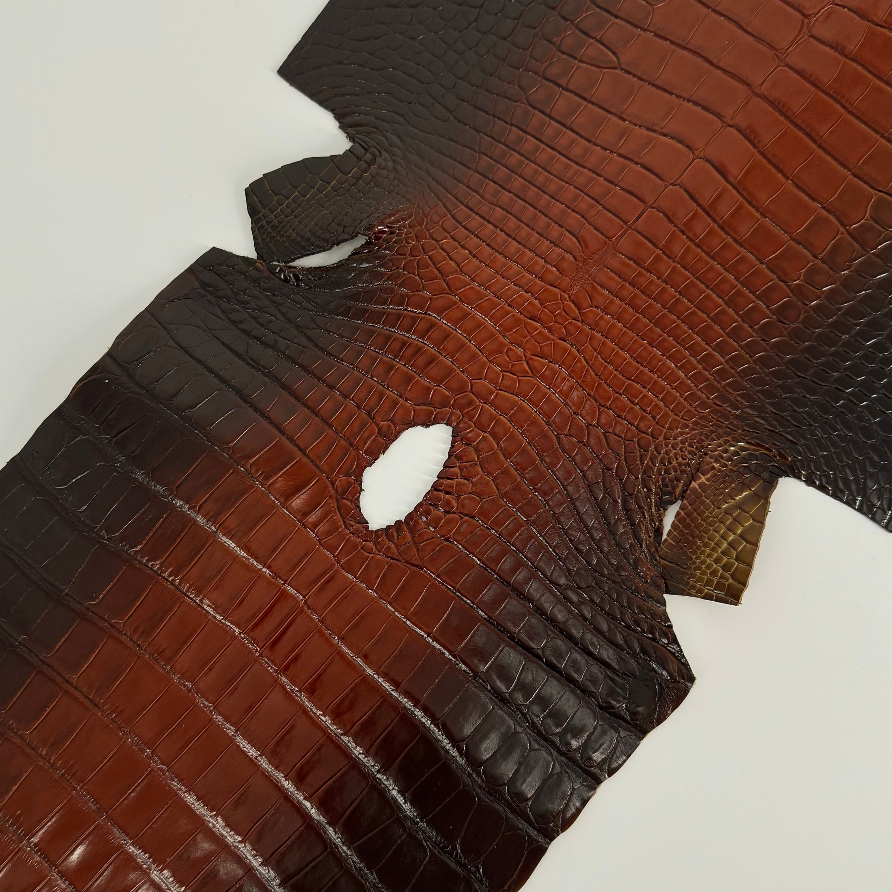 Glazed Whiskey Wild American Alligator | 32 cm