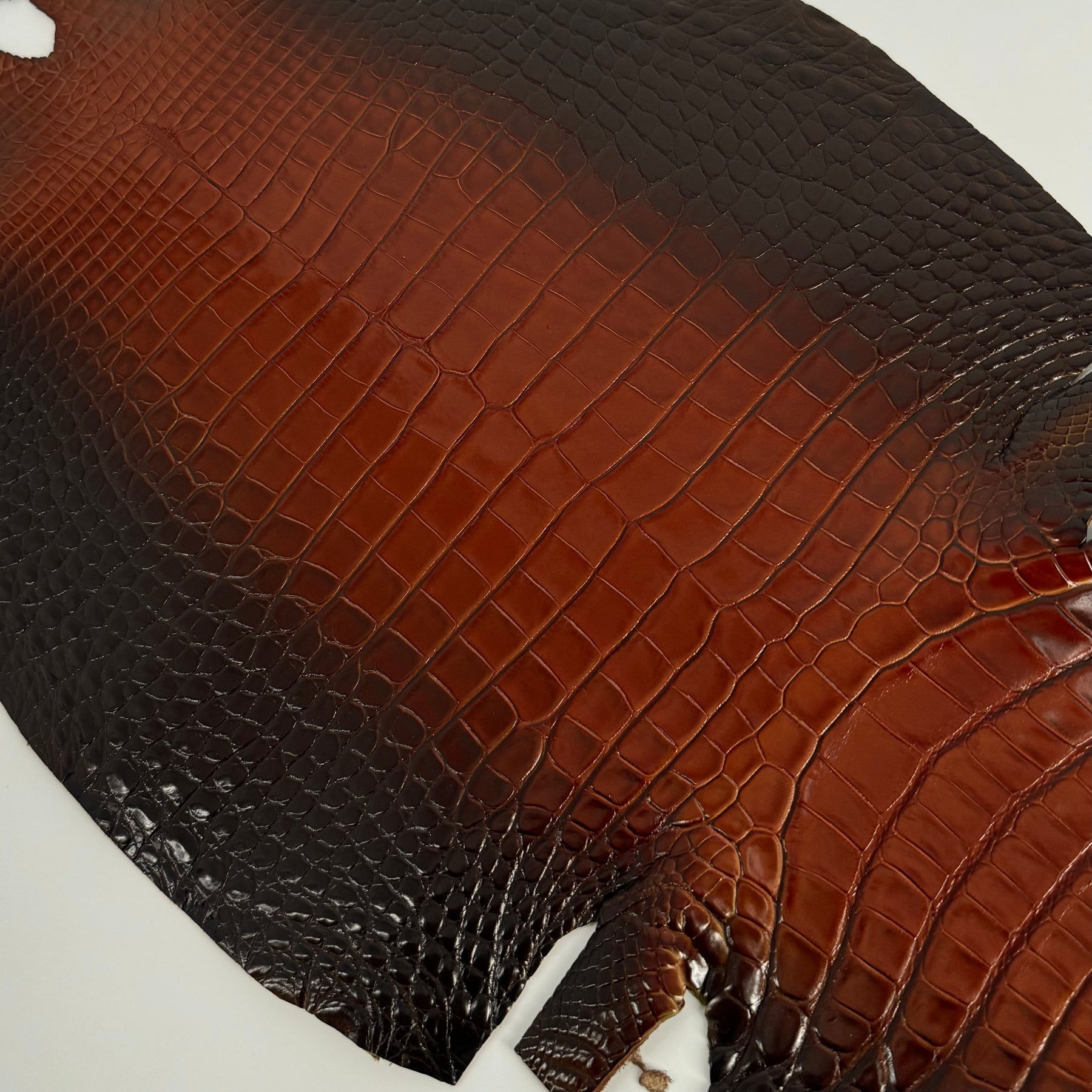 Glazed Whiskey Wild American Alligator | 32 cm