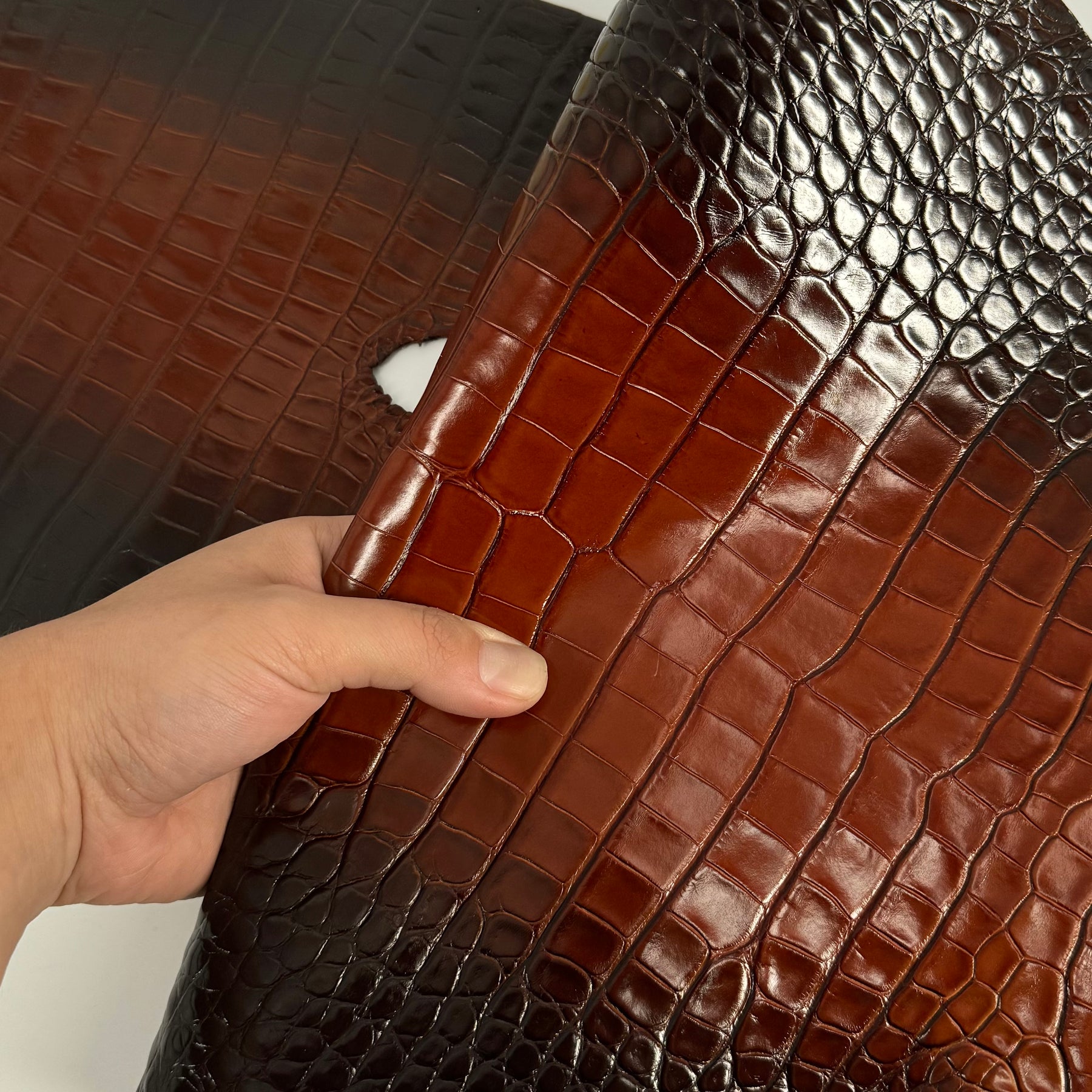 Glazed Whiskey Wild American Alligator | 32 cm