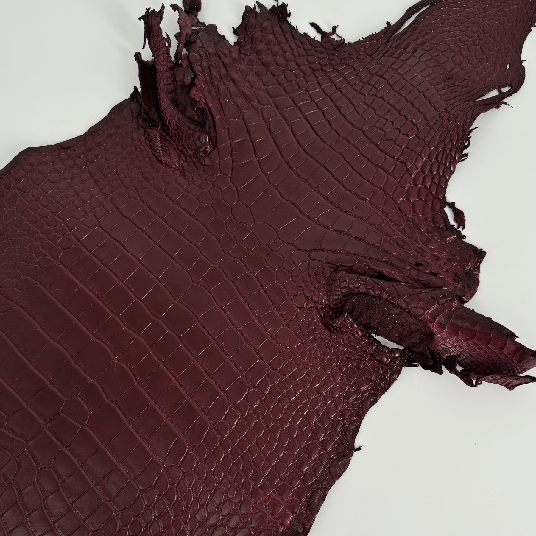 Bordeaux Wild American Alligator | 33 cm