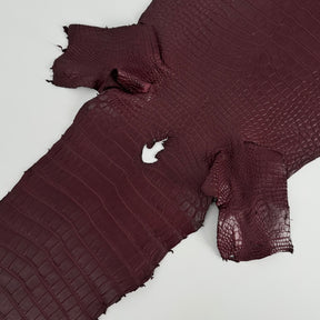 Bordeaux Wild American Alligator | 33 cm