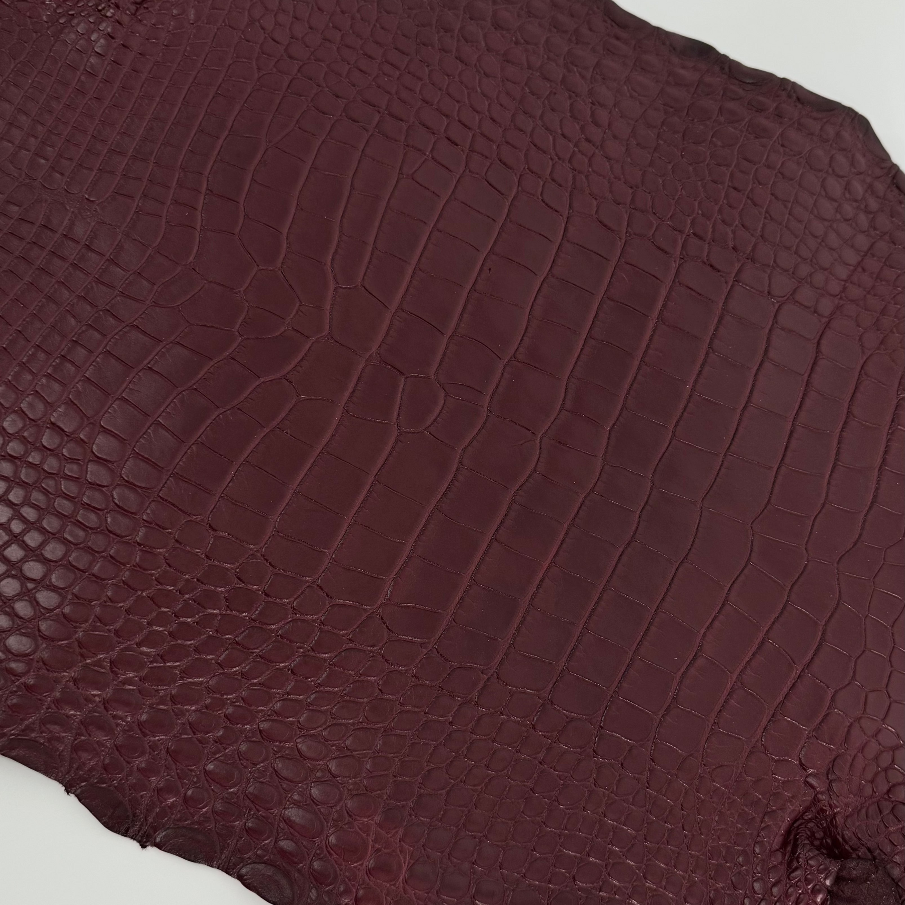 Bordeaux Wild American Alligator | 33 cm
