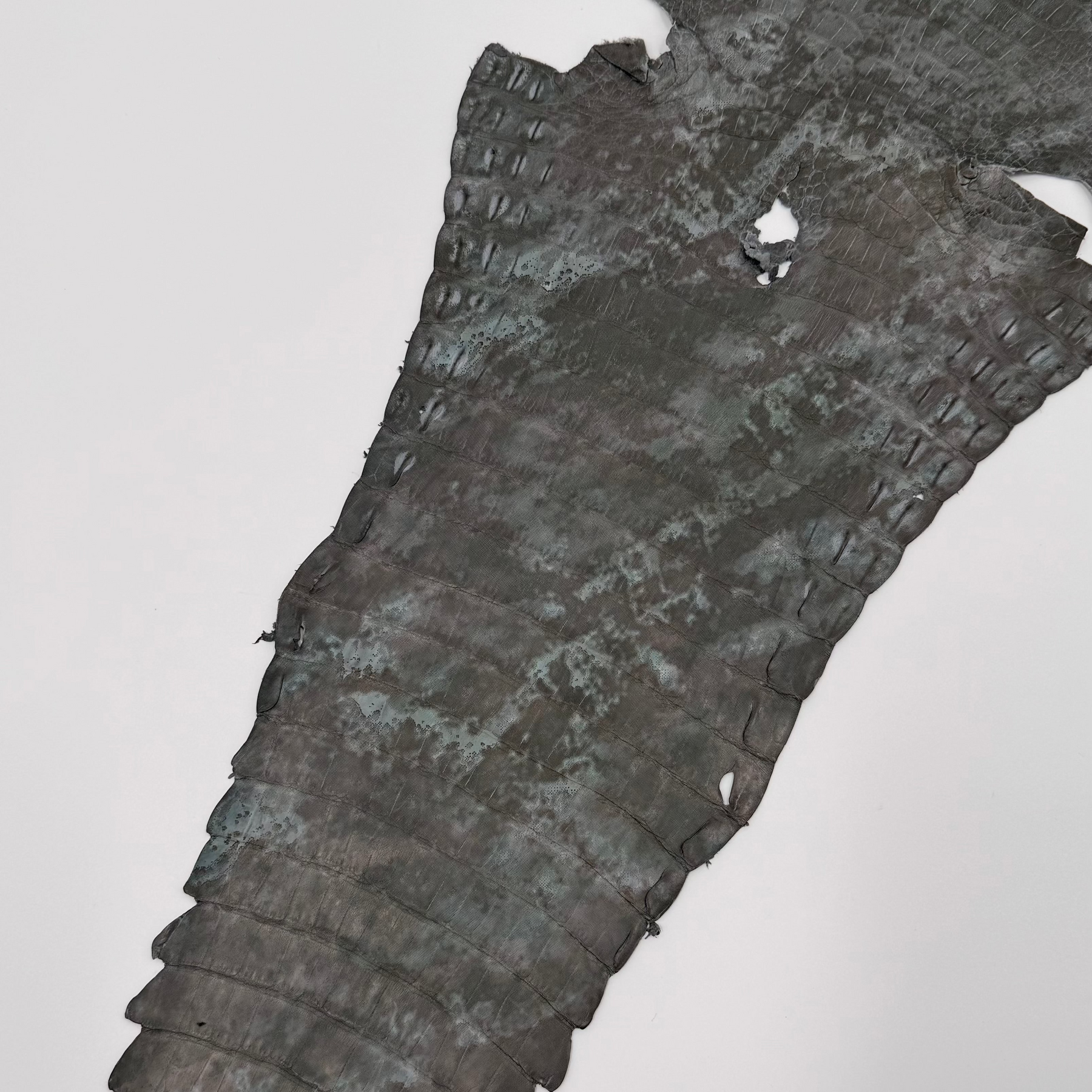 Green Fury Caiman Crocodile | SALE