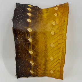 Transparent Sturgeon Plates | One-Of-A-Kind