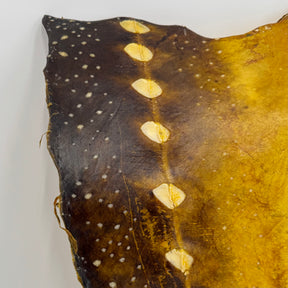 Transparent Sturgeon Plates | One-Of-A-Kind