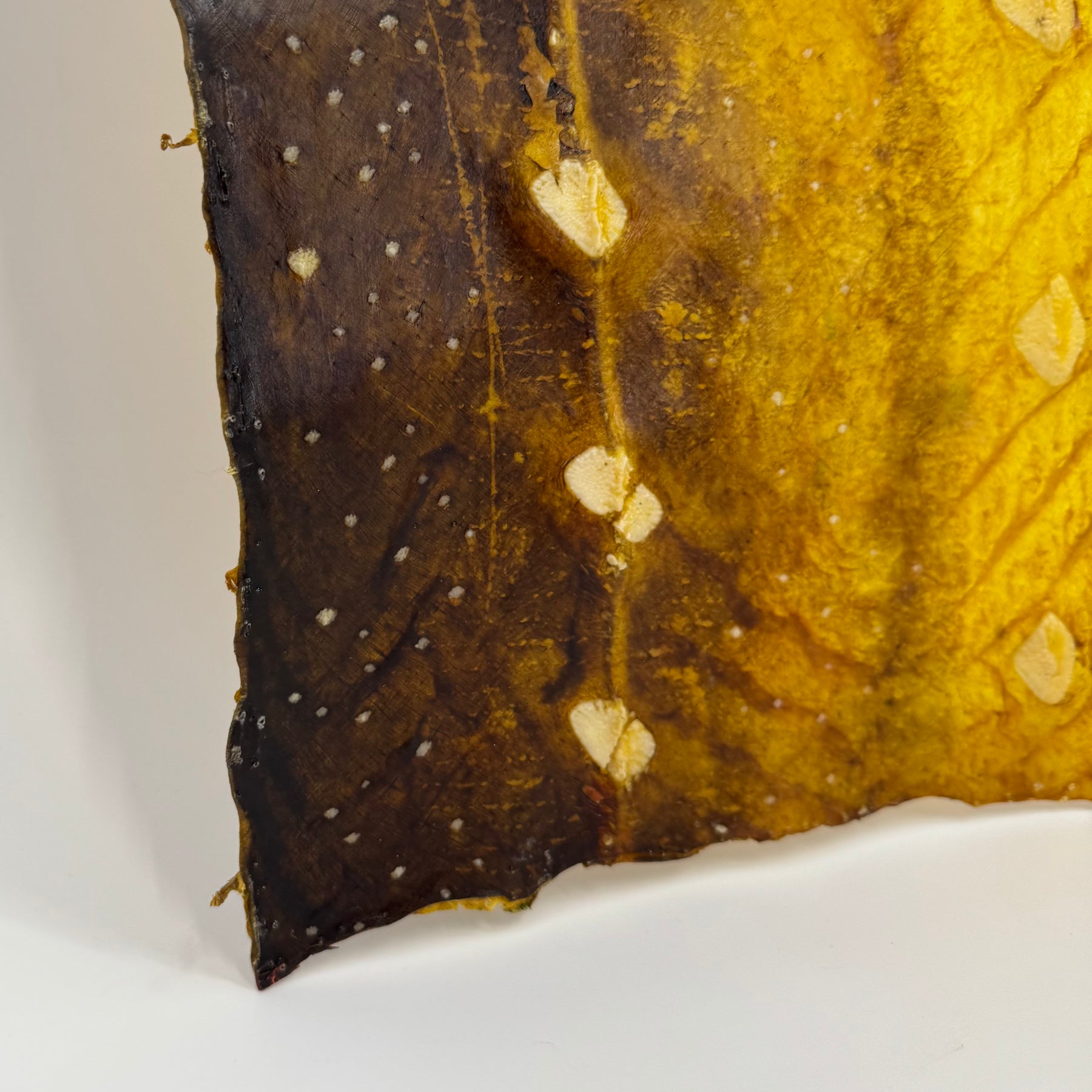Transparent Sturgeon Plates | One-Of-A-Kind