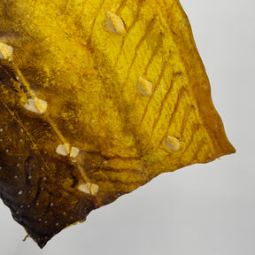 Transparent Sturgeon Plates | One-Of-A-Kind