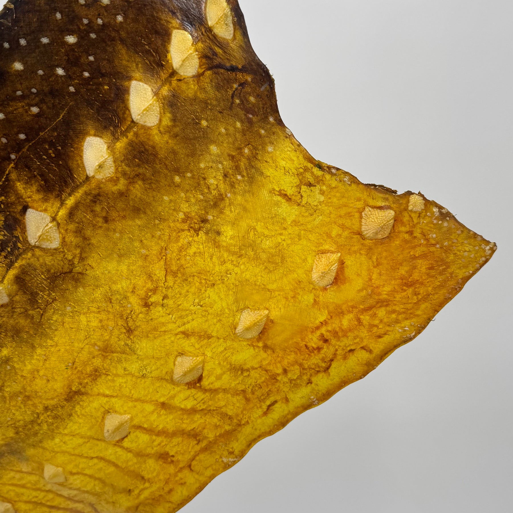 Transparent Sturgeon Plates | One-Of-A-Kind