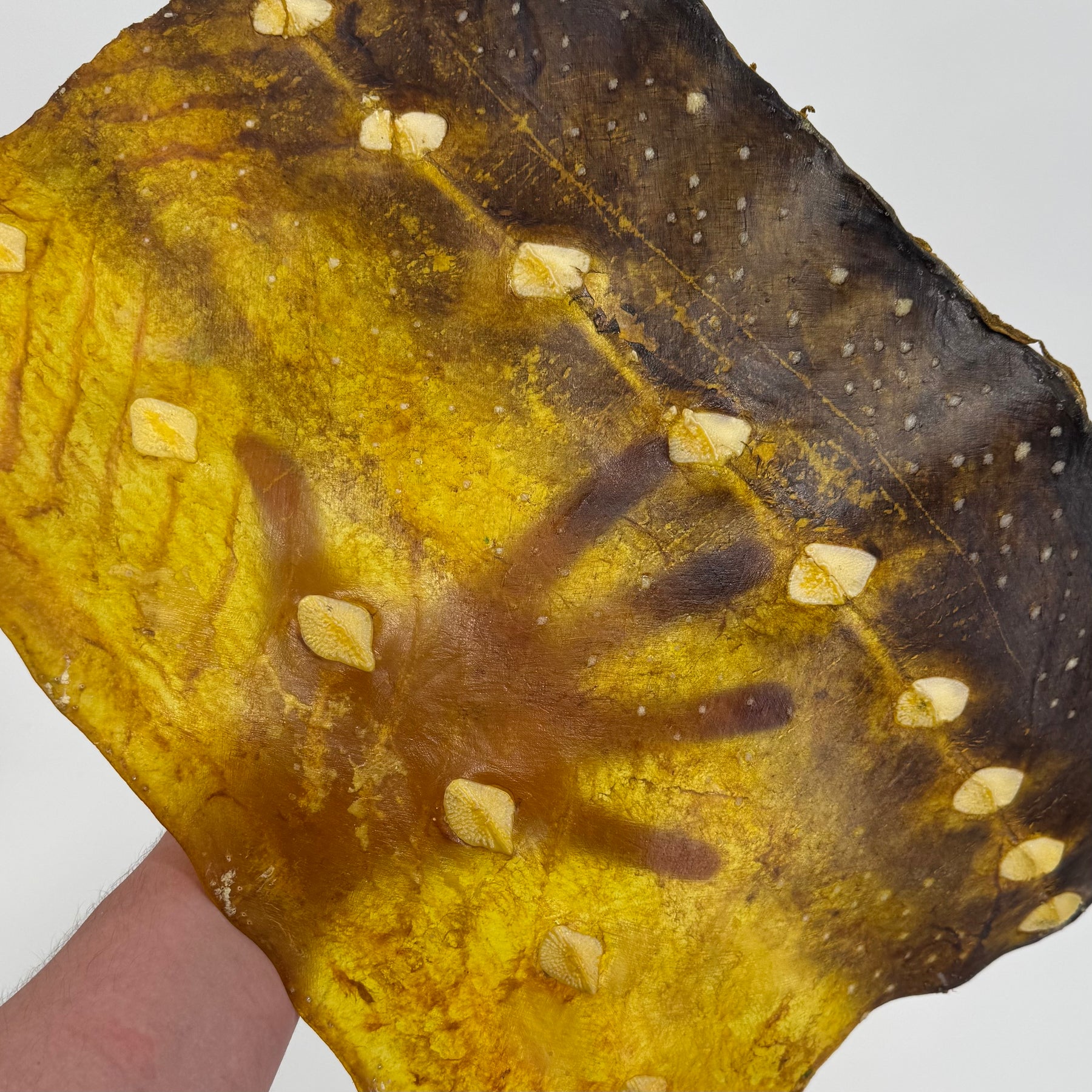 Transparent Sturgeon Plates | One-Of-A-Kind