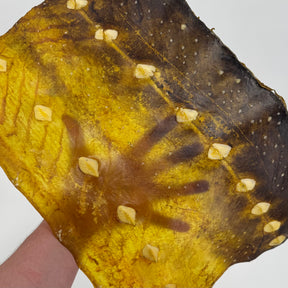 Transparent Sturgeon Plates | One-Of-A-Kind