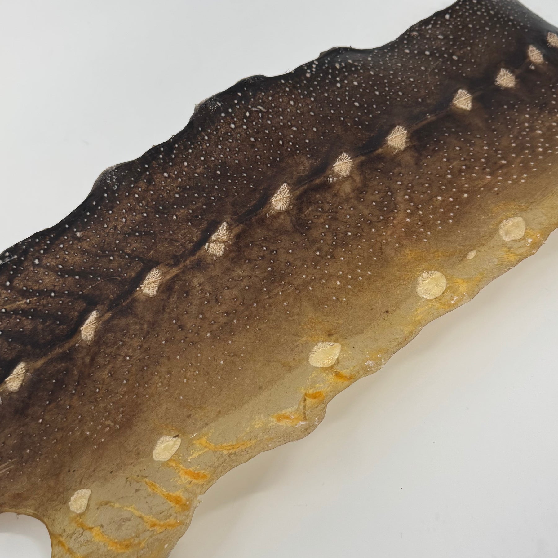 Transparent Sturgeon Plates | One-Of-A-Kind