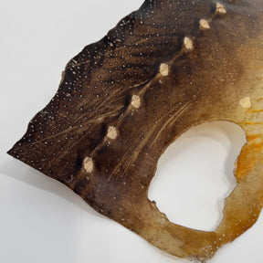 Transparent Sturgeon Plates | One-Of-A-Kind
