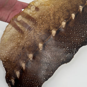 Transparent Sturgeon Plates | One-Of-A-Kind