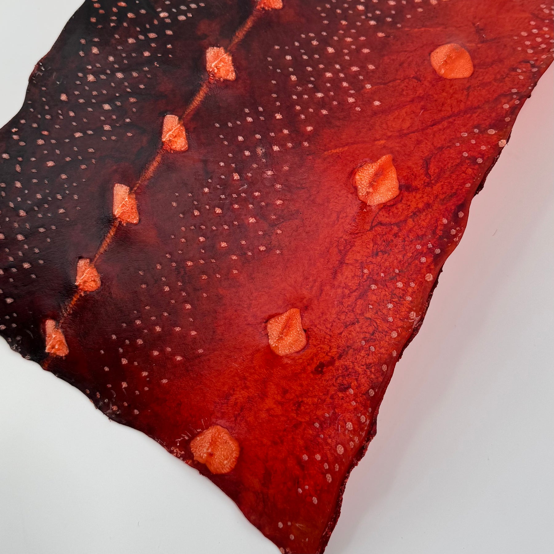 Transparent Sturgeon Plates | One-Of-A-Kind