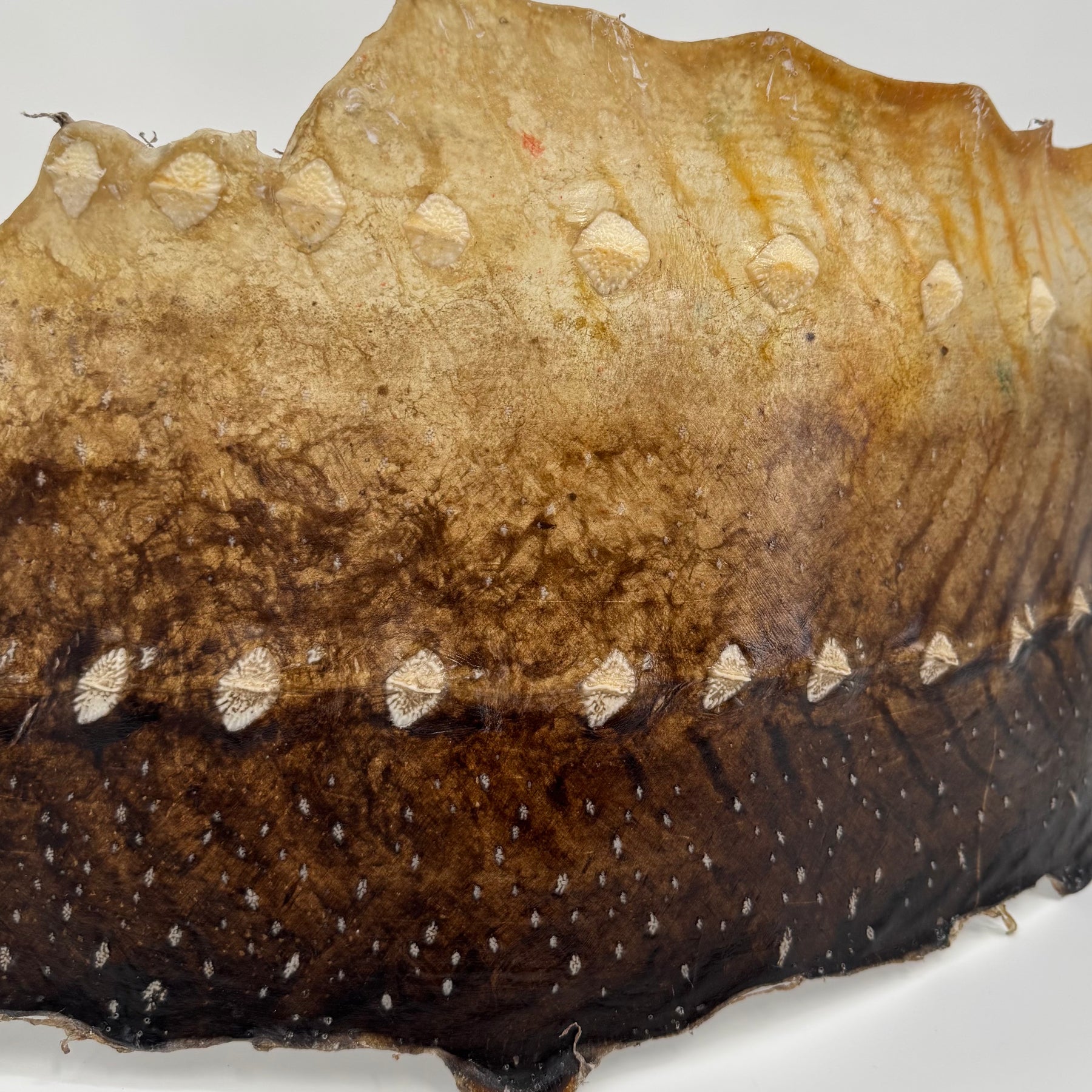 Transparent Sturgeon Plates | One-Of-A-Kind