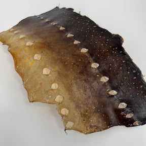 Transparent Sturgeon Plates | One-Of-A-Kind