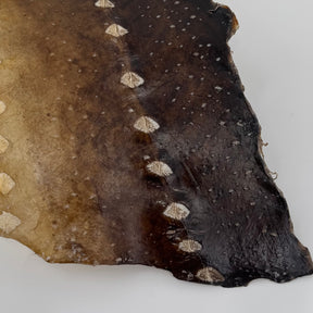 Transparent Sturgeon Plates | One-Of-A-Kind