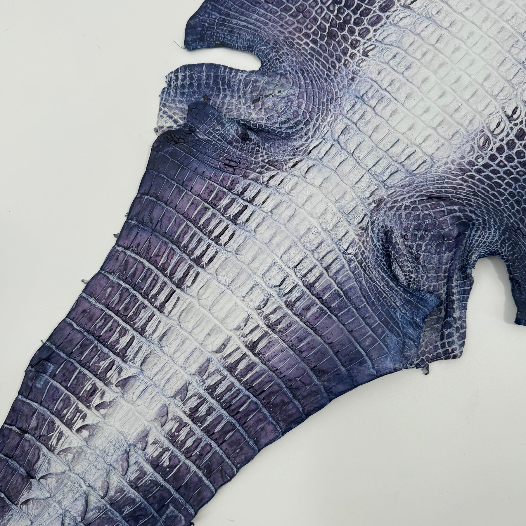 Hornback Crocodile Dyed in New York City | Only 1 available!