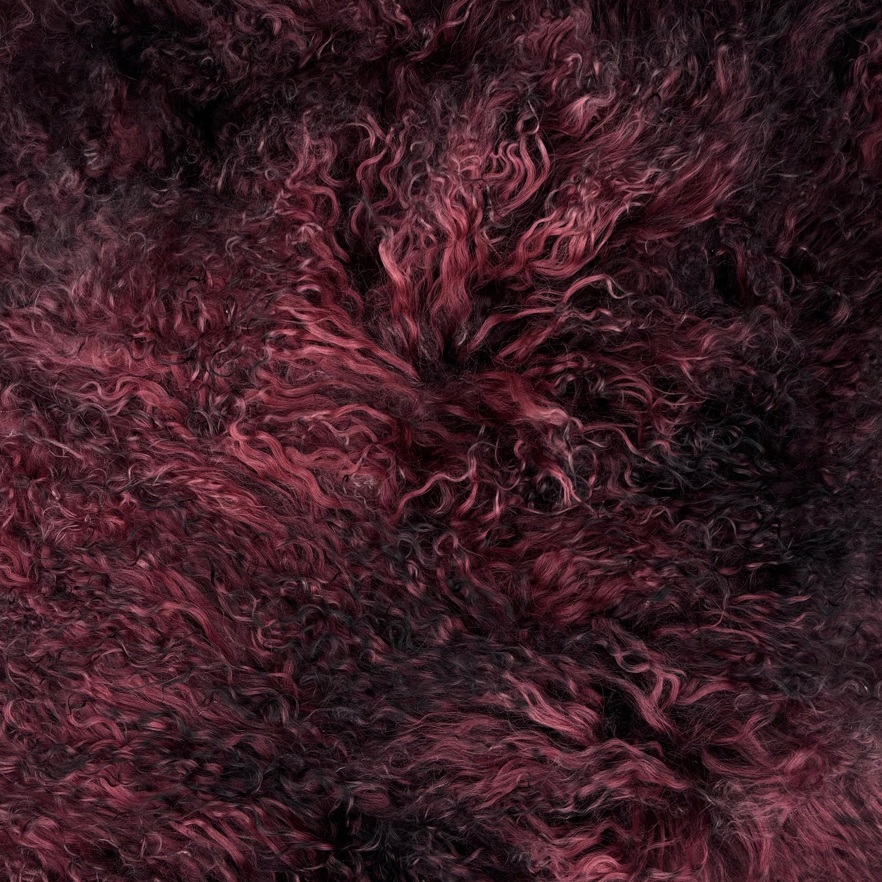 Mongolian Curly Lamb Plate in Raspberry Nights | Limited Stock