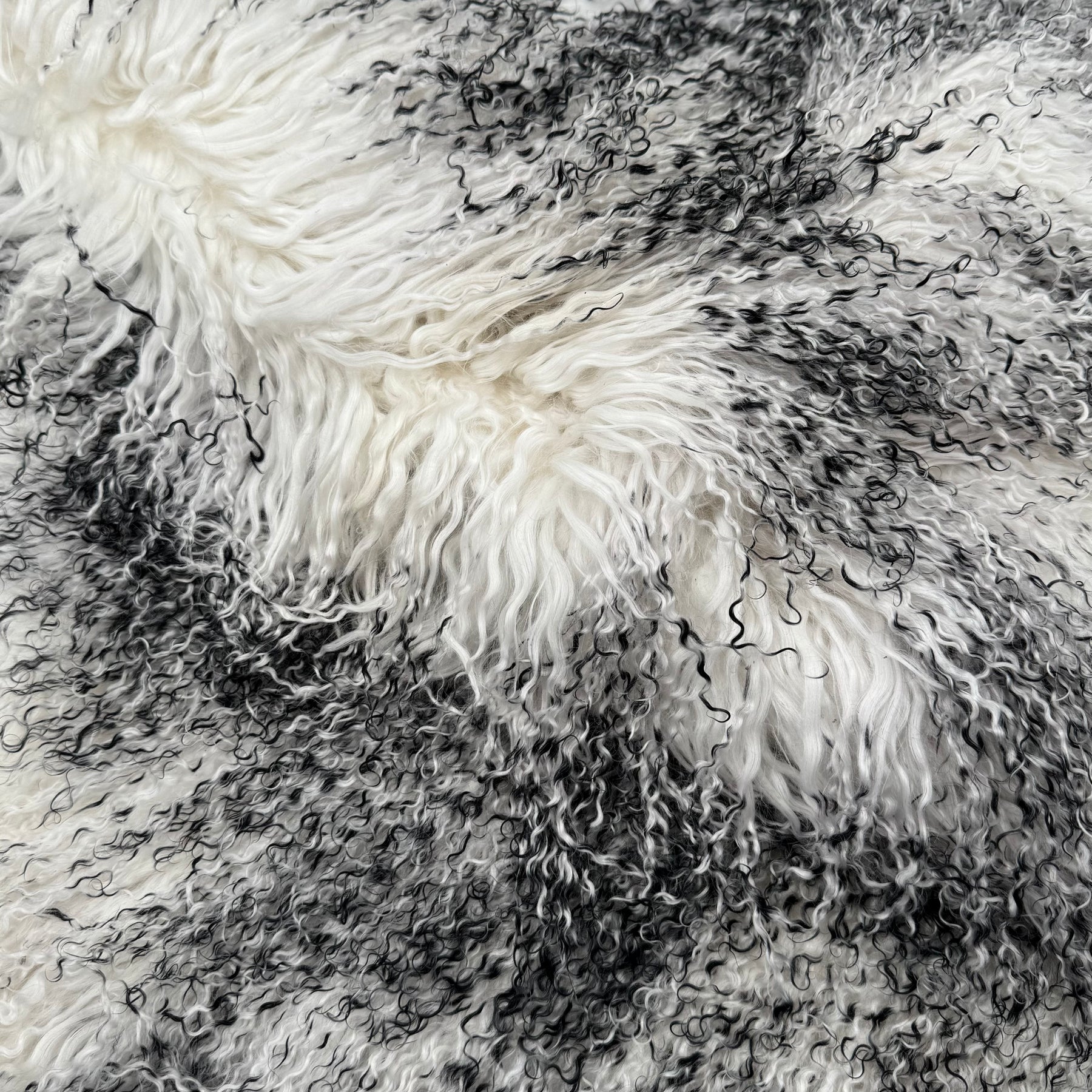 Mongolian Curly Lamb Plate in Winter Frost | Limited Stock