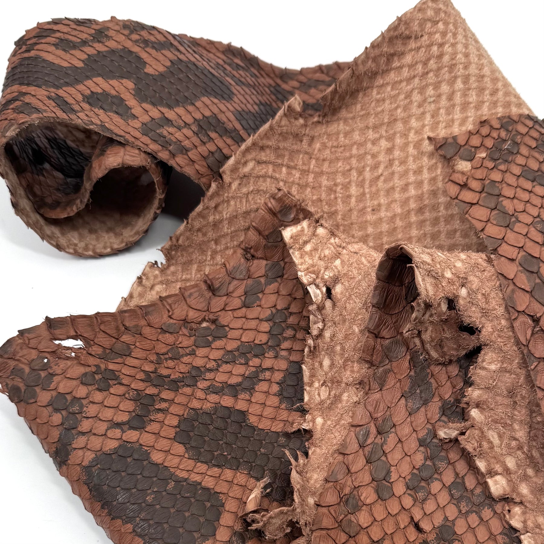 Pumpkin Brown Python Cut #6A - Only 1 Available! | SALE