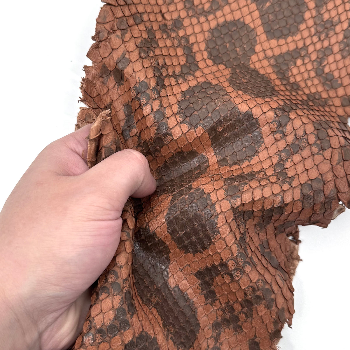 Pumpkin Brown Python Cut #6A - Only 1 Available! | SALE