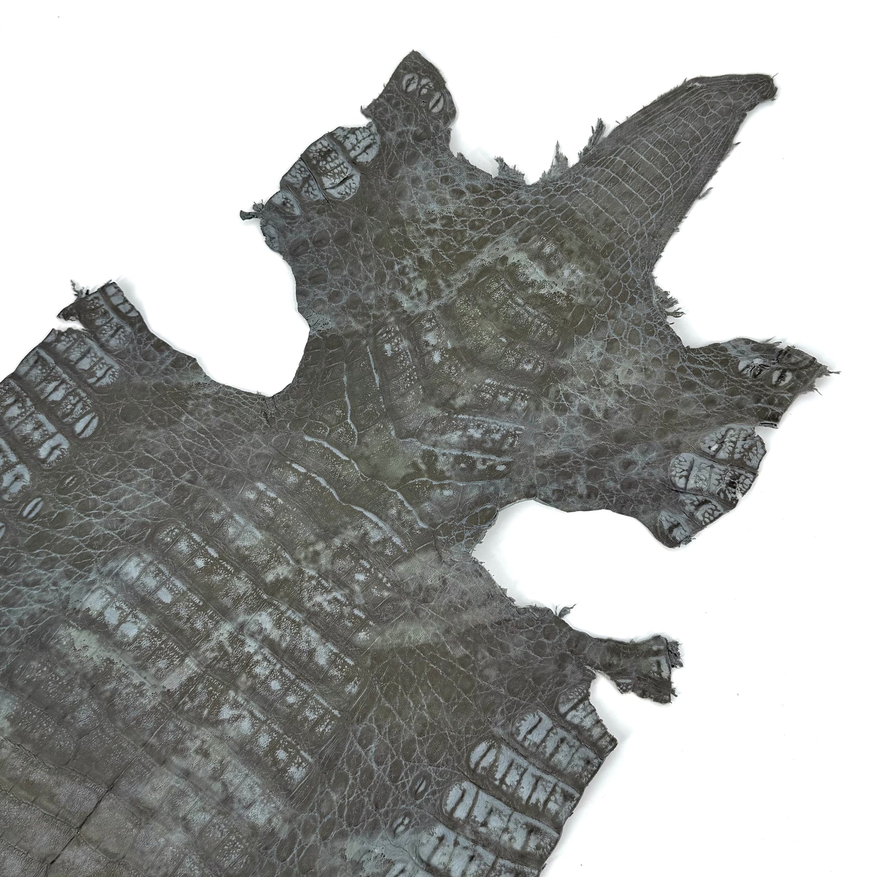 Fury Caiman Crocodile | SALE