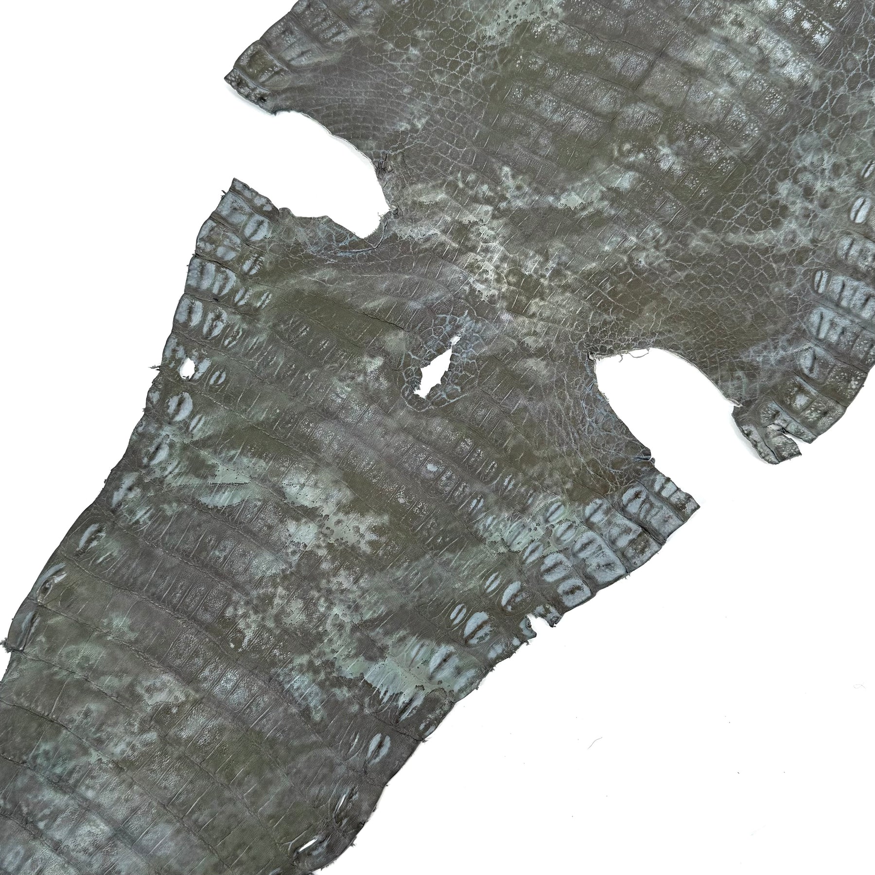 Fury Caiman Crocodile | SALE