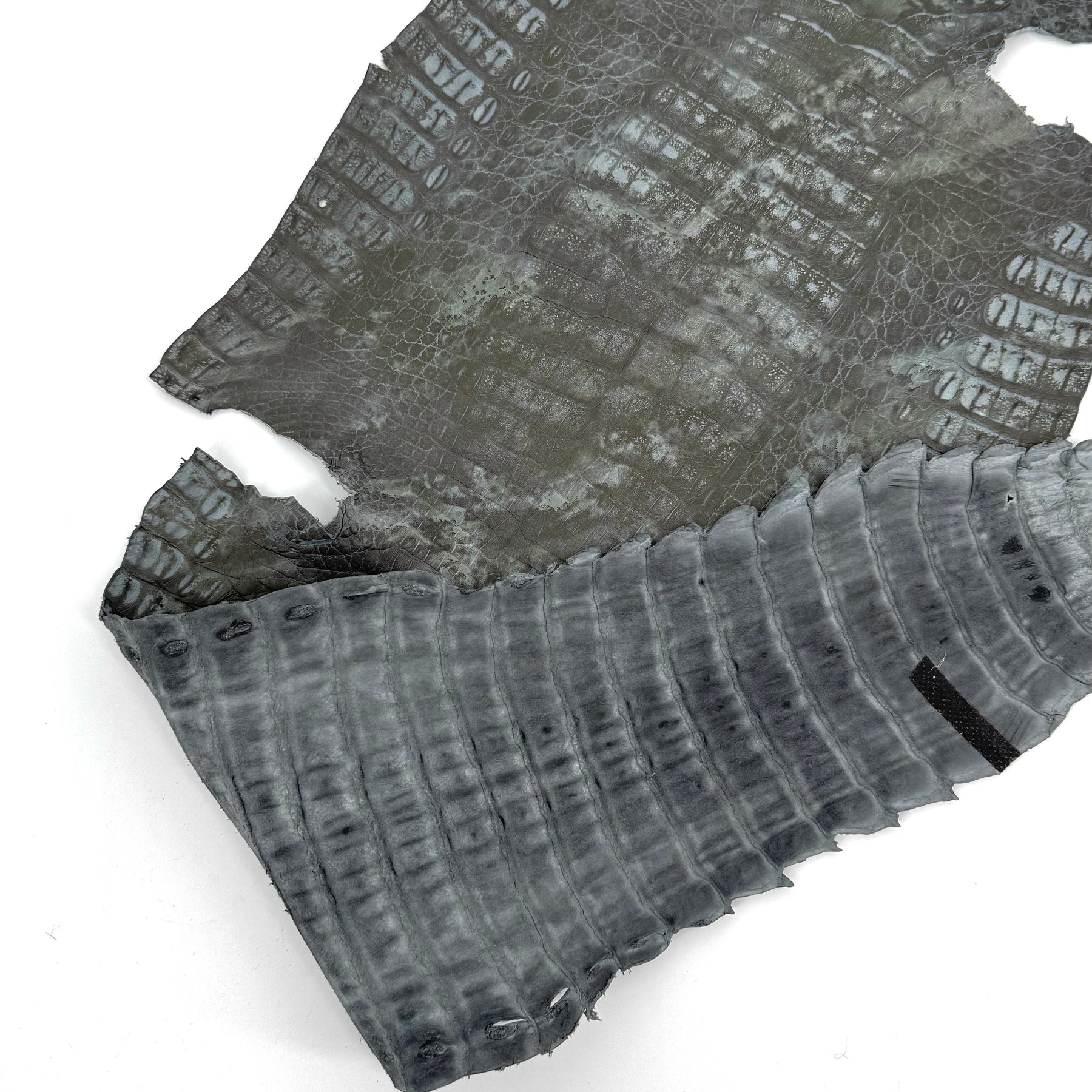 Fury Caiman Crocodile | SALE