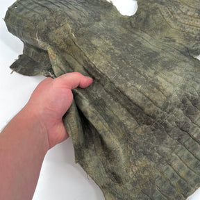 Forest Caiman Crocodile Belly | SALE
