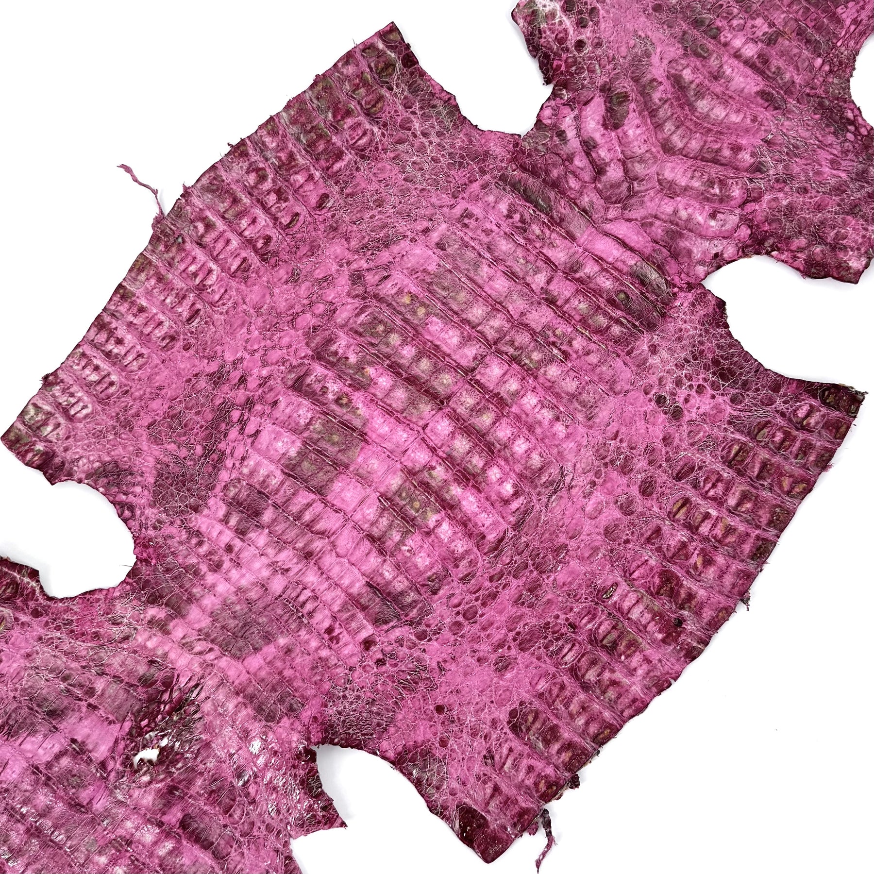 Pink Caiman Crocodile - only 1 available | SALE