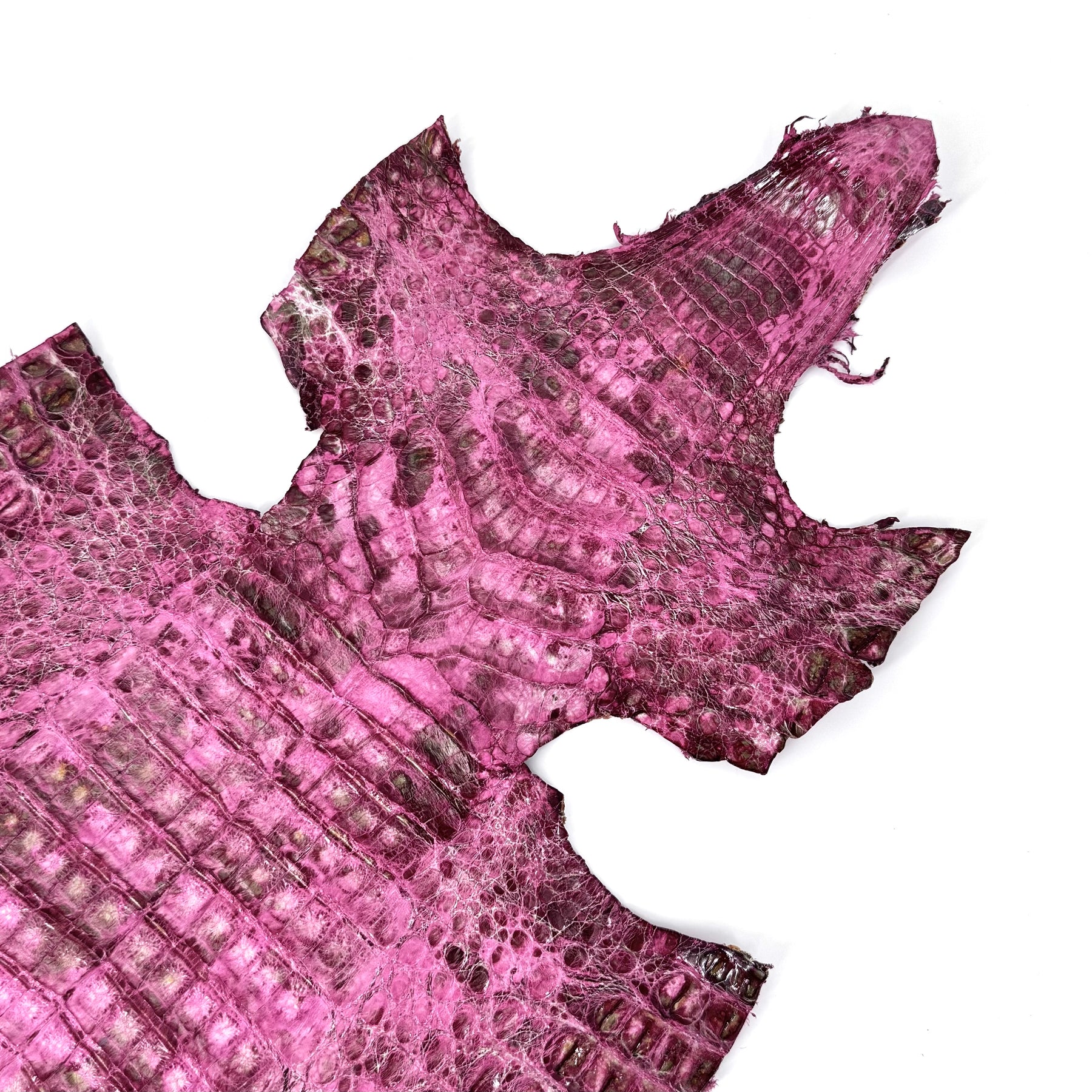 Pink Caiman Crocodile - only 1 available | SALE